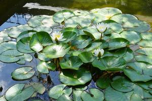 hermoso lirio de agua blanca flotando en la superficie del agua foto