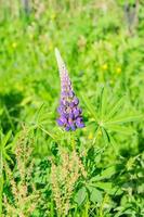 Violet lupines flowering in the meadow, Single flower. photo
