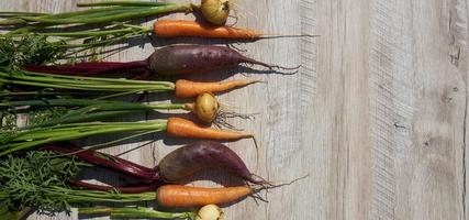 Freshly harvested homegrown organic beetroot, onion and carrot on wooden table. top view, copy space. Banner photo
