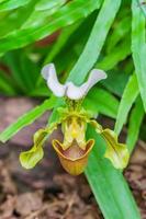 close up of blooming Orchid Paphiopedilum in botanical garden photo