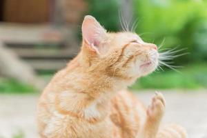 stray ginger cat sitting on the road photo