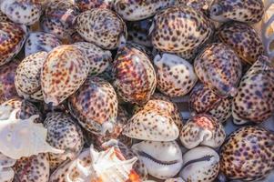 fondo de conchas marinas. un montón de conchas marinas apiladas juntas foto