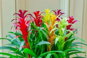 colorful blooming bromeliad flowers. Floral background. Exotic plant at home. Domestic gardening photo