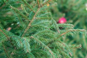 texture background of a furry tree branches for a Christmas card photo