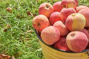 Metal bucket full of ripe delicious apples. Organic healthe food. Eco growing on fruits photo