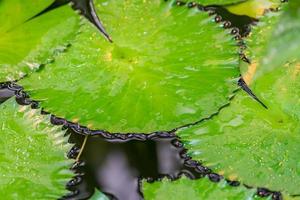 un montón de hojas de lirio de agua flotan en la superficie del agua foto