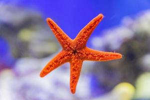 Close up of red starfish on aquarium window. photo