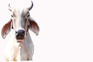 white background cow photo