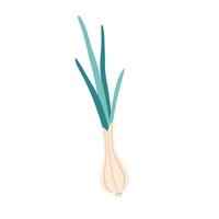 Green onion, vegetable. Summer and autumn harvest, farming. Healthy and organic food vector