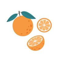 Fresh orange fruit with slices. Citrus fruit. Healthy and organic food. Vector illustration in flat style