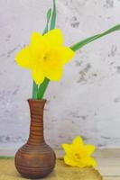 Yellow bloooming narcissus in clay vase on concrete wall background. Copy space photo