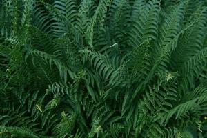 Beautiful tropical fern background with young green fern leaves. Dark and moody feel. Selective focus. Concept for design. photo