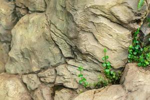 fondo natural de rocas y plantas verdes. enfoque selectivo foto