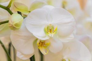 close up of blooming white  Phalaenopsis or Moth dendrobium Orchid flower. photo