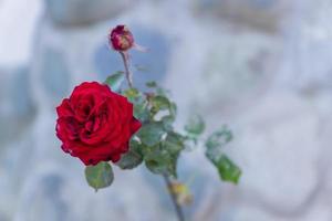 rosa floreciente en el fondo de la pared de piedra foto