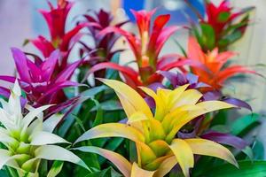 colorful blooming bromeliad flowers indoors, soft focus photo