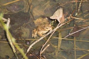 Cerca de la rana común europea rana temporaria foto