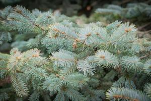 branches of blue spruce, natural background, selective focus. photo