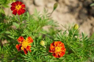 blooming marigold flowers in the garden, nature background photo