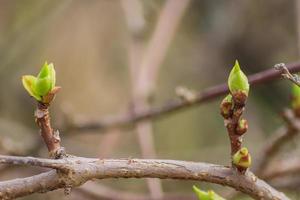 close up of tree branch with first leaves buds. Spring background with copy space. photo