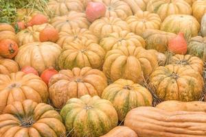 Halloween autumn decoration of pumkins. Rural market concept. Pumpkin background photo