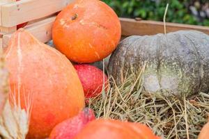 calabazas naranjas y verdes en una caja de madera, enfoque selectivo. cosecha estacional foto