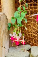 rosa fucsia floreciente en un jardín foto