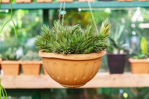 aloe plant in handig pot in green house. photo