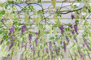 Wedding floral decorations, gentle purple and white flowers hanging from the ceiling photo