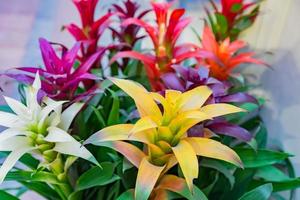 coloridas flores de bromelia en flor en el interior, enfoque suave foto