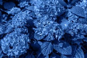 Trend color 2020 classic blue, hydrangea background for design. photo