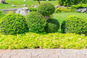 City park landscape. Round bushes and lawn grass photo