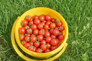 Fresh harvest of cherry tomatoes in yellow plastic pot on green grass. Organic food photo