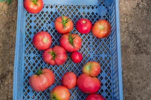 cosecha fresca de tomates orgánicos en una caja. nueva cosecha de sabrosas verduras recién recogidas en un recipiente de plástico foto