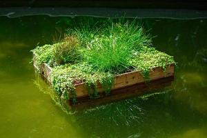 closeup of floating flowerbed on the water. garden pond decoration. photo