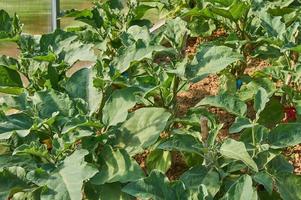 Growing eggplants in green house. Vegetable garden. Natural farming and healthy eating consept photo