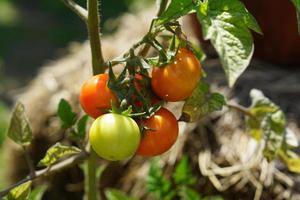 green and red tomatoes grow in the vegetable garden. New harvest  in vegetable garden photo
