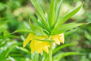 close up of beautiful bloomig plant with yellow flowers. photo