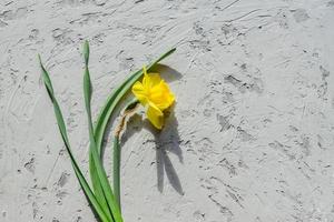 Yellow blooming narcissus flower on gray textured background. Copy space. photo