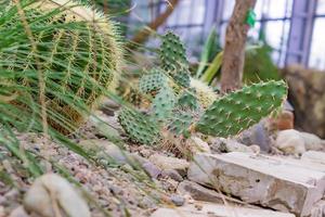 varios cactus y suculentas en la casa verde foto