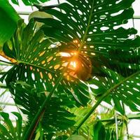 lush foliage in the tropical garden. jungle plants leaves in sunset. Natural background
