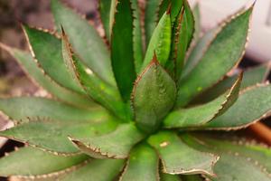 primer plano de la planta de aloe vera en una olla. fondo natural foto