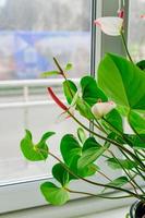 Pink blooming anthurium flower in window sill. domestic gardening. Home plant photo