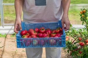 Women holding a plastic box with fresh harvest of organic tomatoes. New crop of tasty vegetables just picked in a plastic container photo