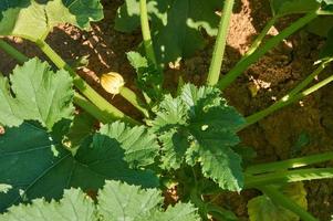 Growing squash in Vegetable garden. Natural farming and healthy eating consept photo