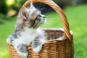 lindo gatito en una canasta en verano foto