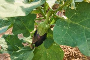 Eggplant in the vegetable garden. Fresh organic eggplant aubergine. photo