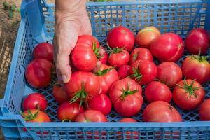 Woman hand harvesting Fresh organic tomatoes in a box. New crop of tasty vegetables just picked in a plastic container photo