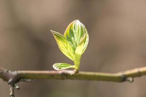 close up of tree branch with first leaves buds. Spring background with copy space. photo