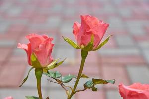 hermosas rosas rosas florecen en el jardín. paisaje del patio trasero del campo. foto